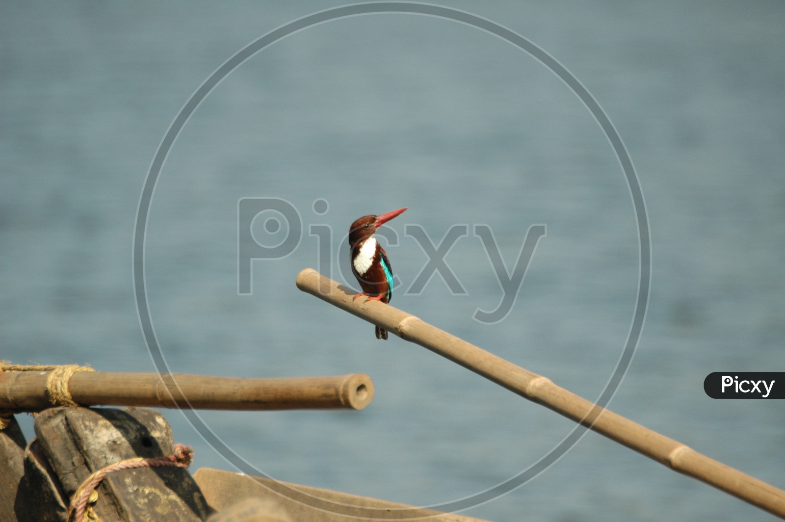 White throated kingfisher on a bamboo pole