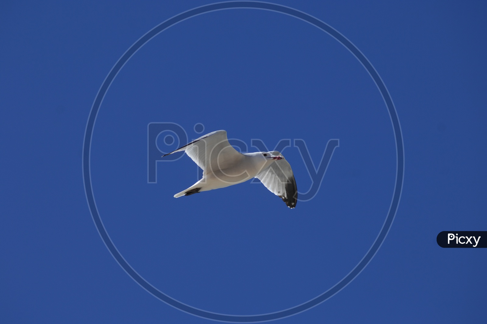 Kittiwake bird flying  in sky