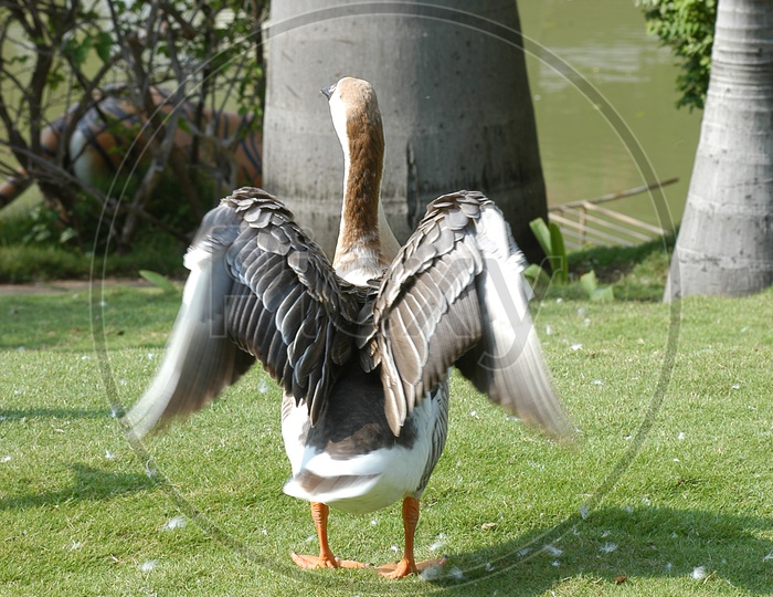 A Duck with its wings widespread on the lawn