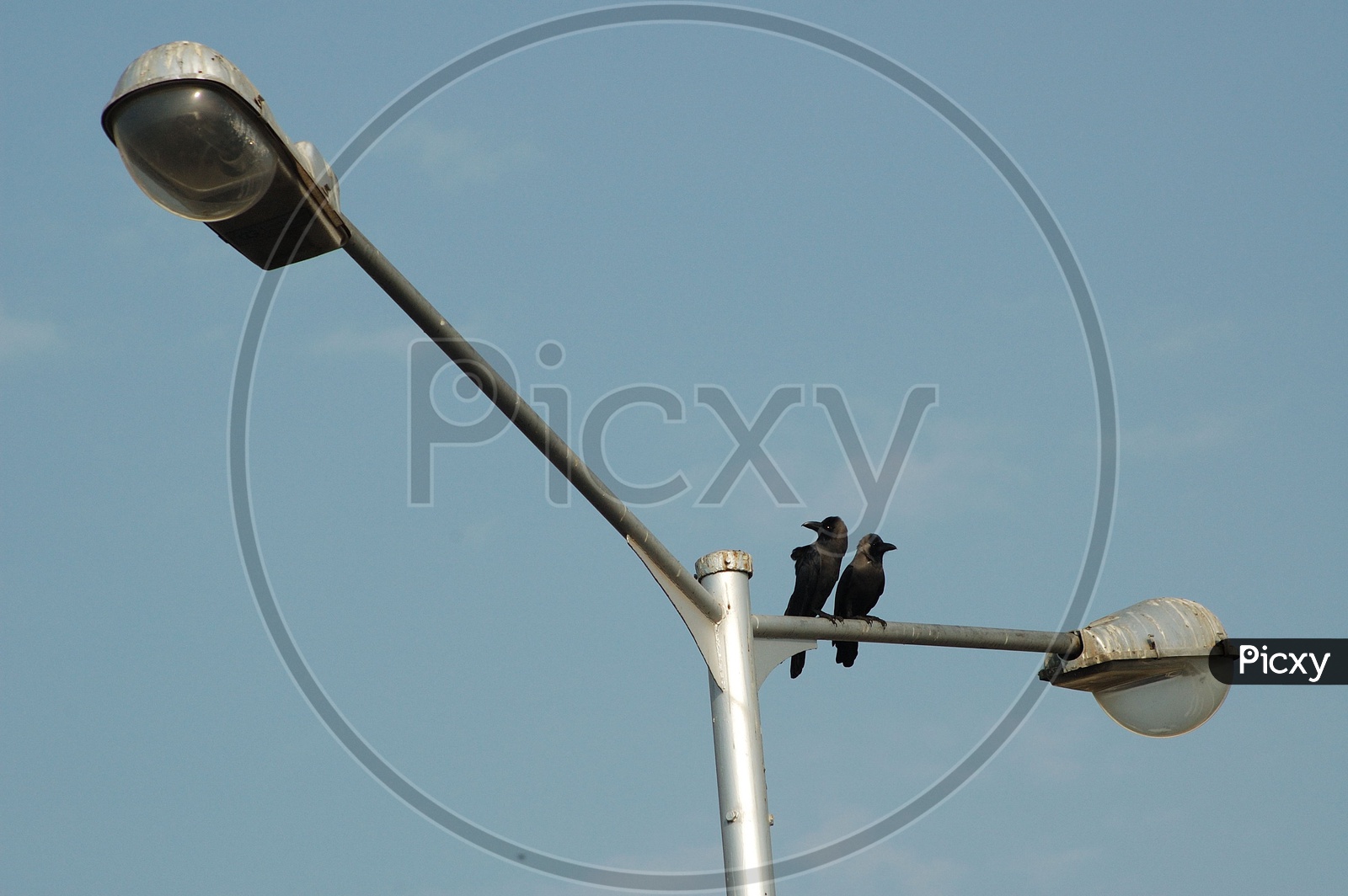Crows on street light