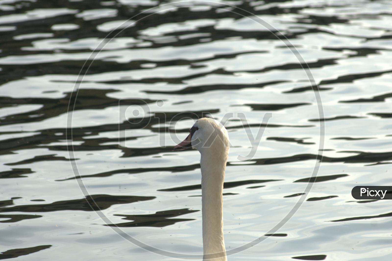 A Tundra Swans neck