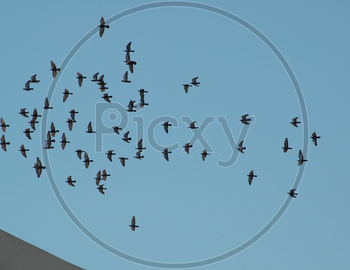 Pigeons flying in sky