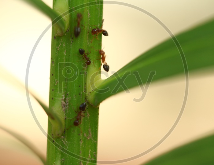 Red fire ants on a stem