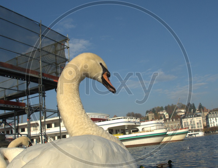 A Tundra Swan with its neck bent