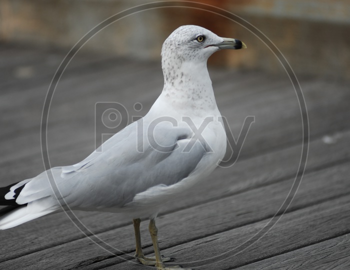 An European herring gull on the boardwalk