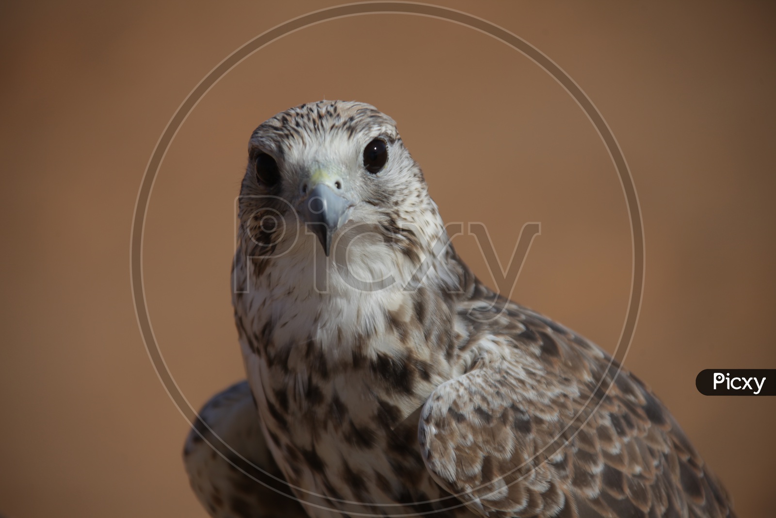 Close up shot of Hawk Bird