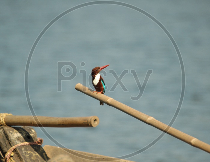 White throated kingfisher on a bamboo pole