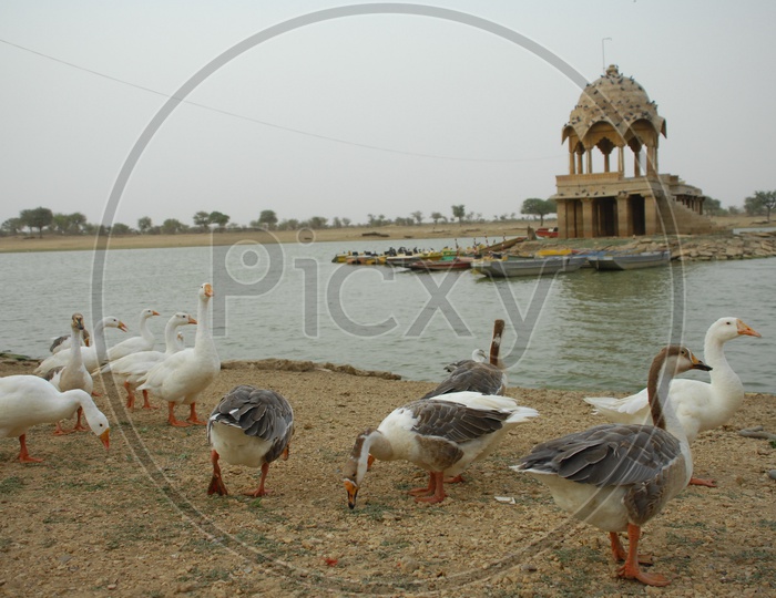 A Raft of Mallard Ducks eating on the river bank