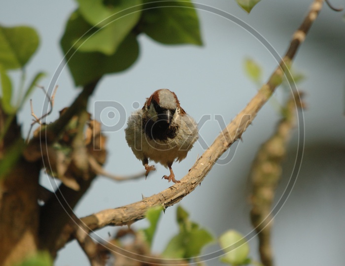 A House sparrow along the tree branch