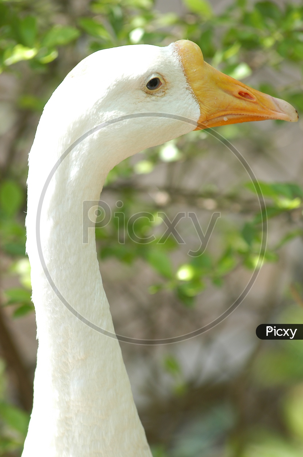 A Duck's neck