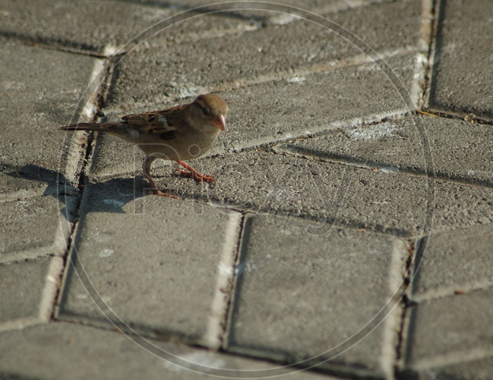 A house sparrow on the cement floor