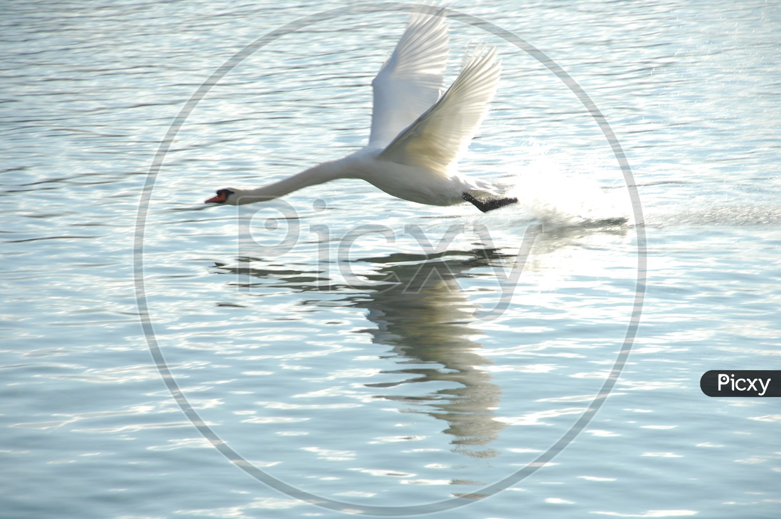 A Tundra Swan flying from the water