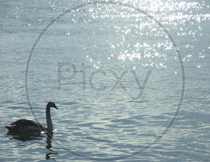 A Tundra Swan moving along on the water
