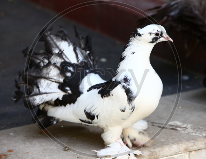 A Pigeon with its tail feathers widespread