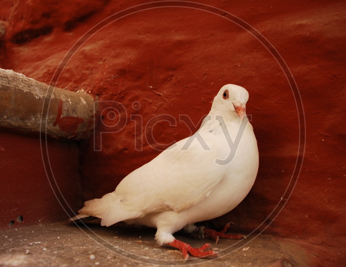 A stock dove