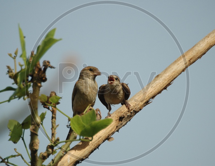 A Couple of House Sparrows
