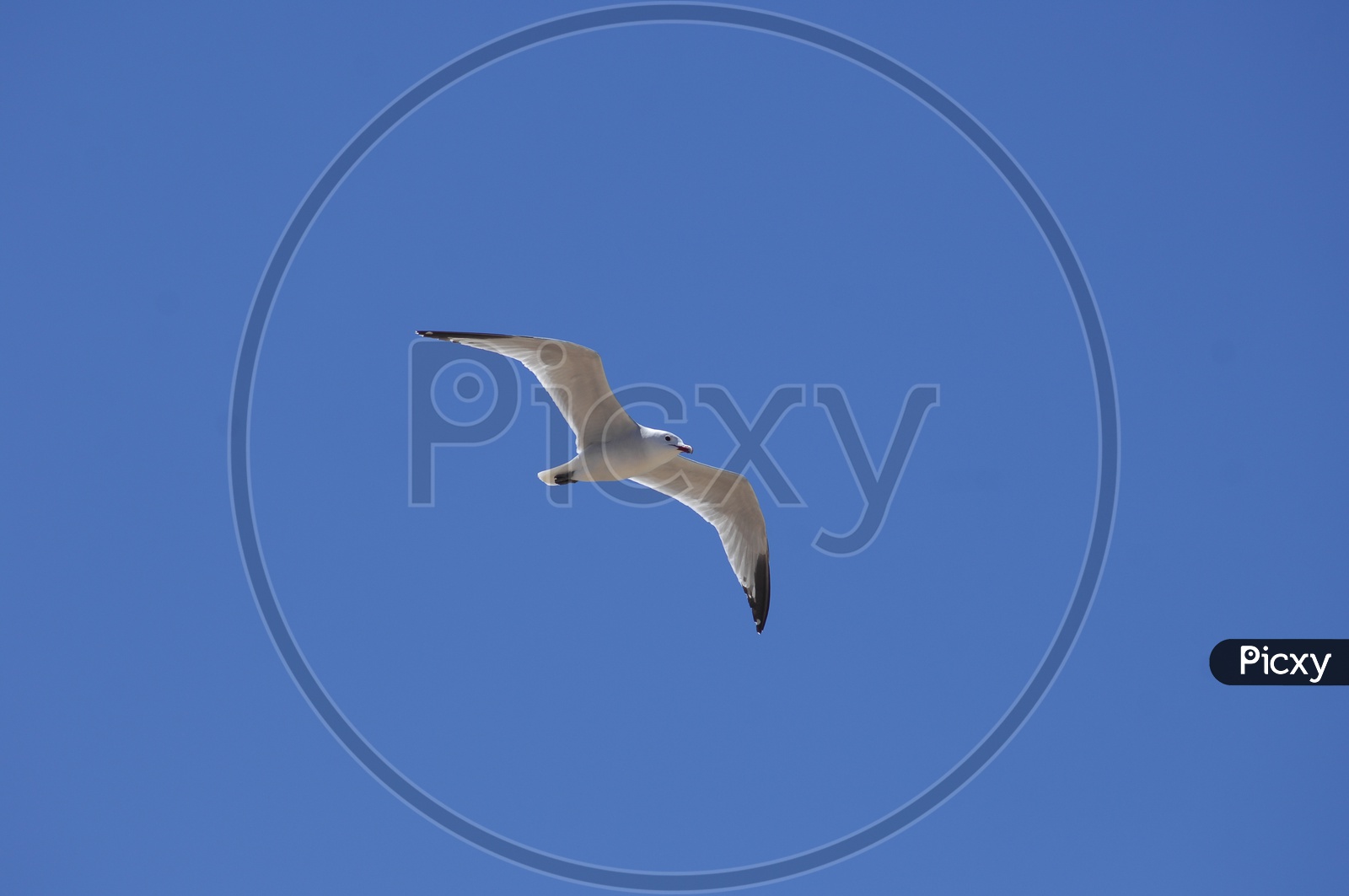 Kittiwake bird flying  in sky