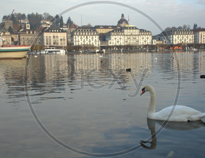 A Tundra Swan moving on the water alongside the Prague Castle