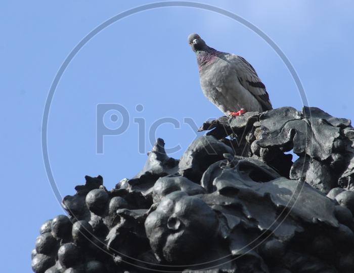 Pigeon bird