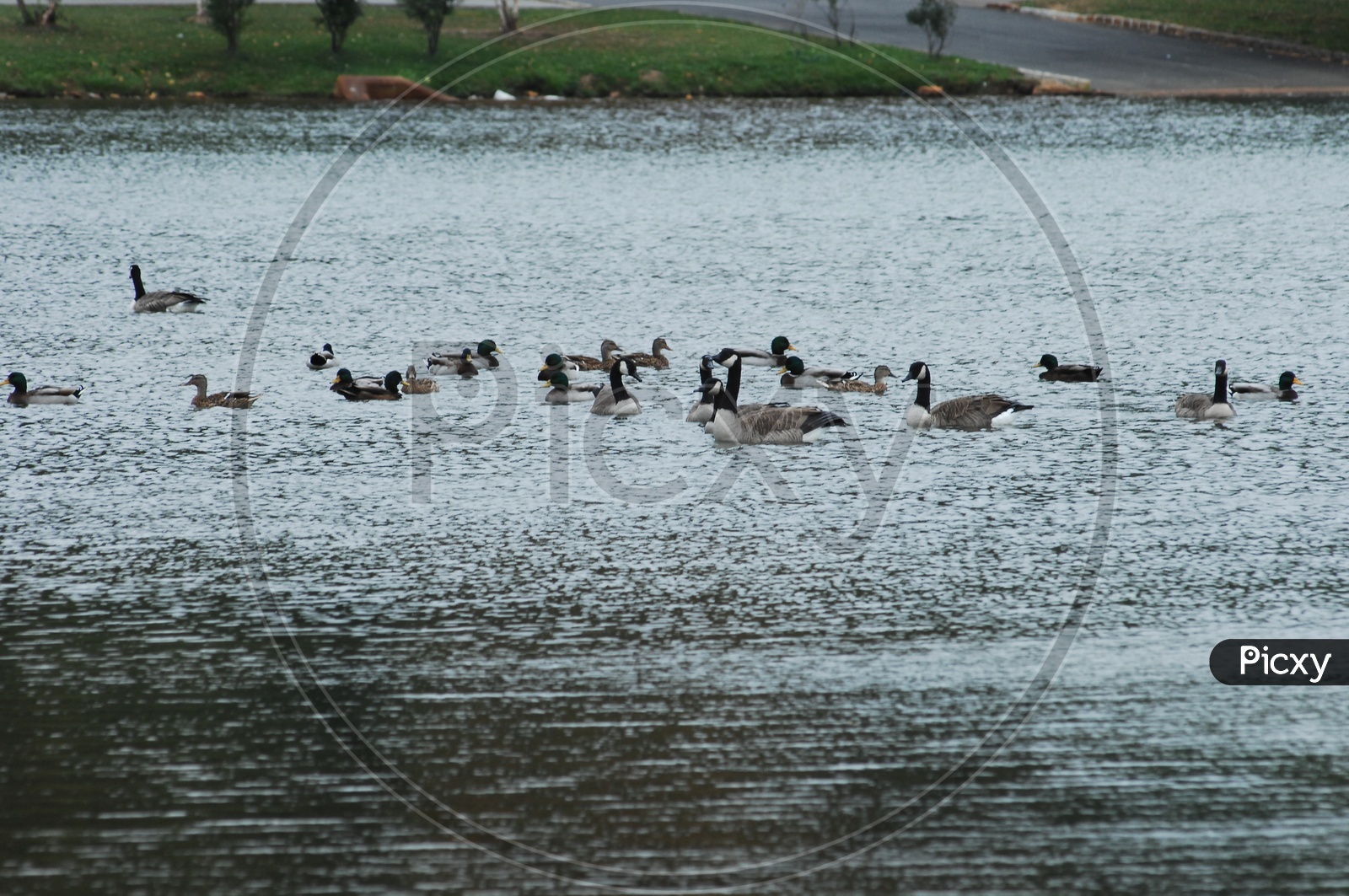 Mallard birds sailing in water
