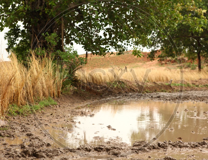 Muddy field