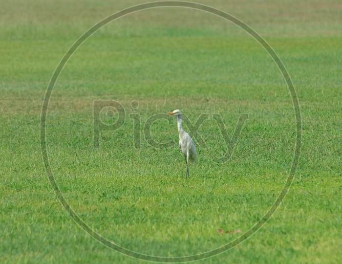 Egret in a grass field