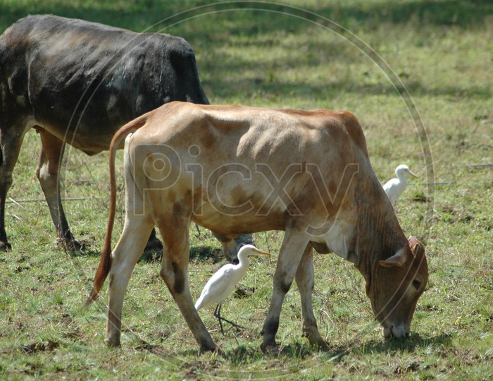 Cattle egrets foraging in the grass near an oxen