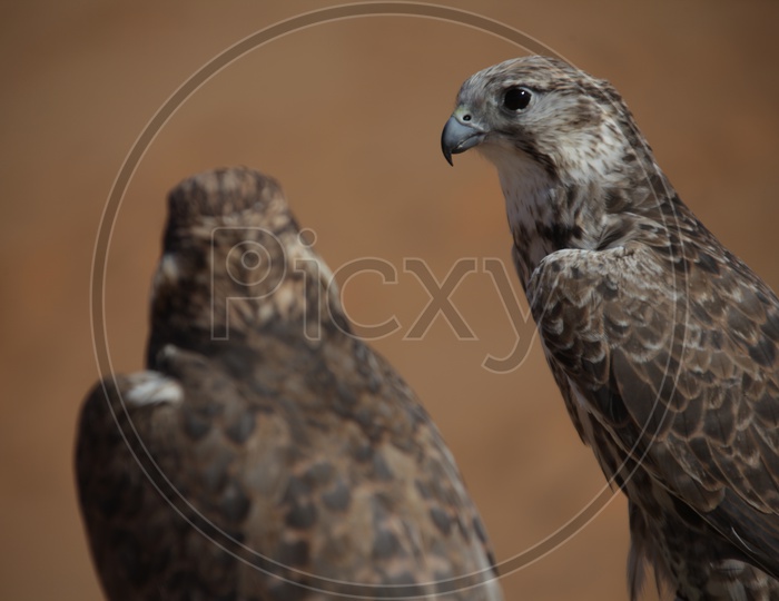 Close up shot of Hawk Birds
