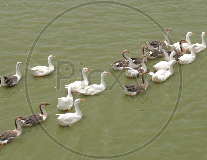 A Raft of Mallard Ducks moving along on the water