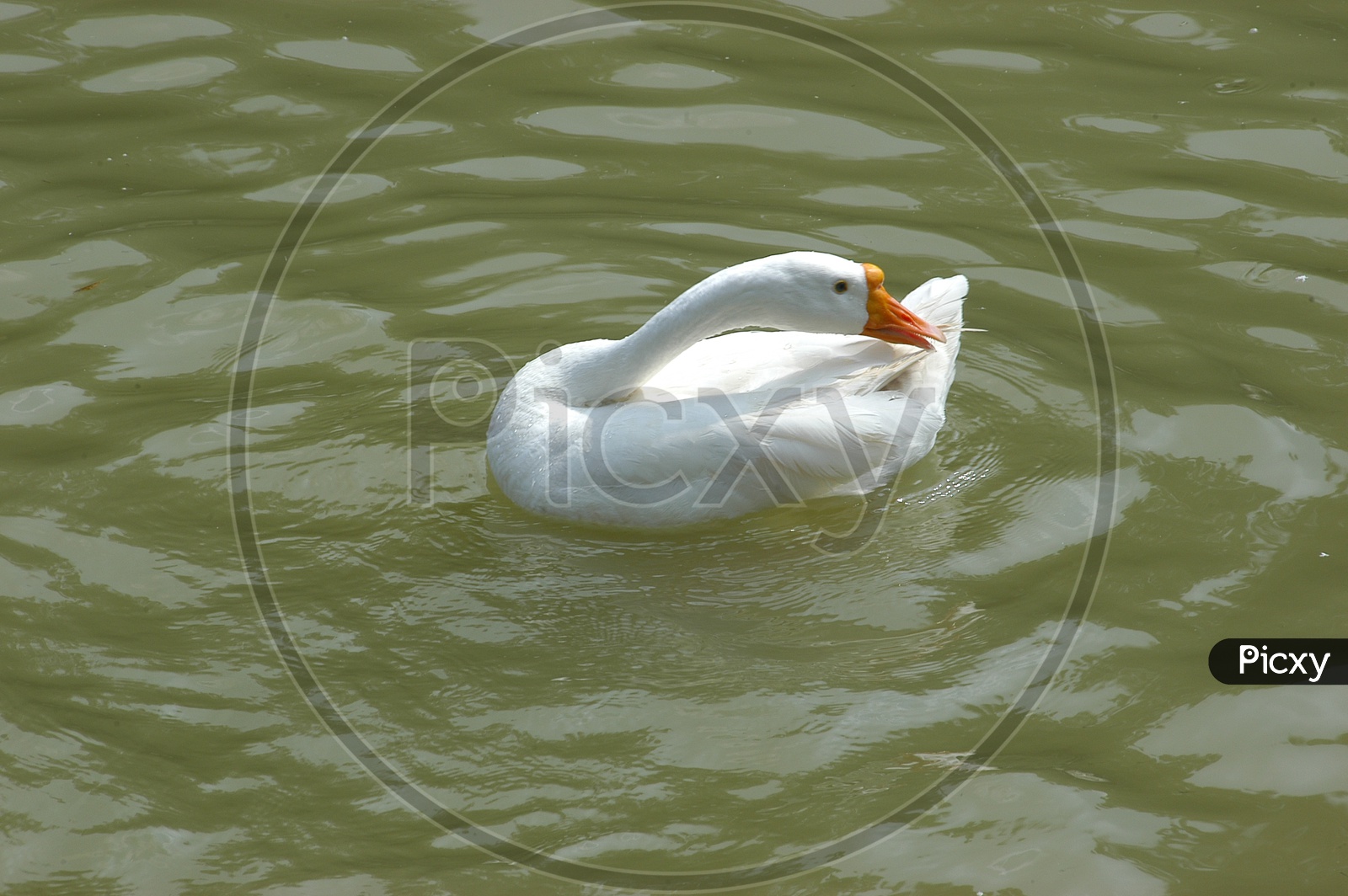 A Duck with its neck turned side wards on the water