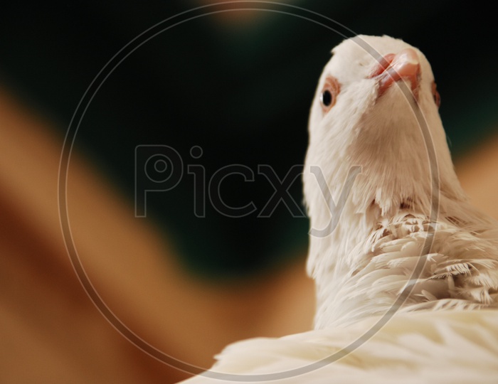 Close up shot of dove bird