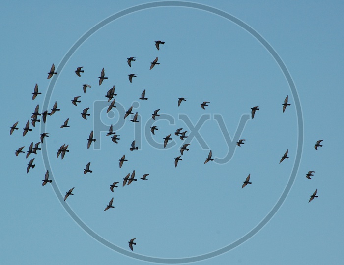 pigeons flying in sky