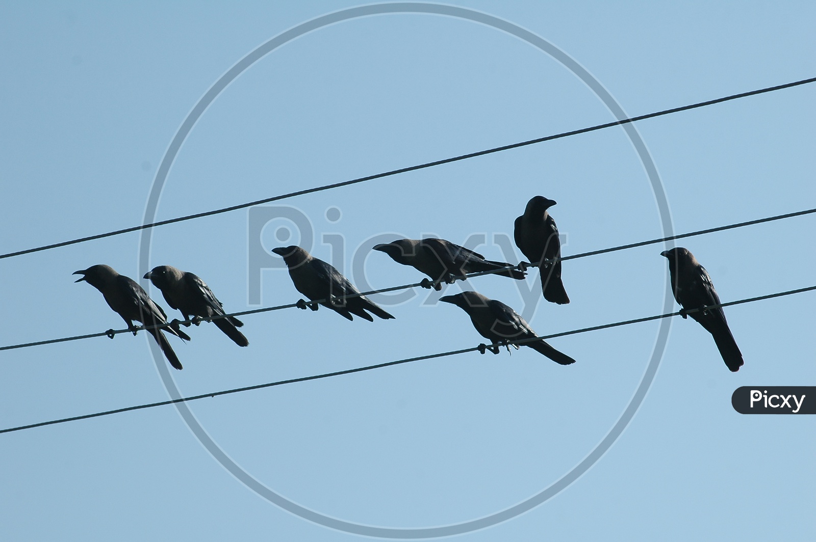 Crows on electric wires