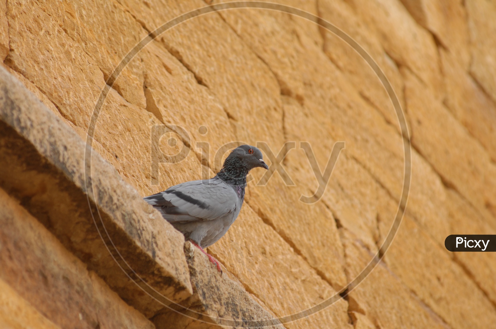 Pigeon bird standing on wall