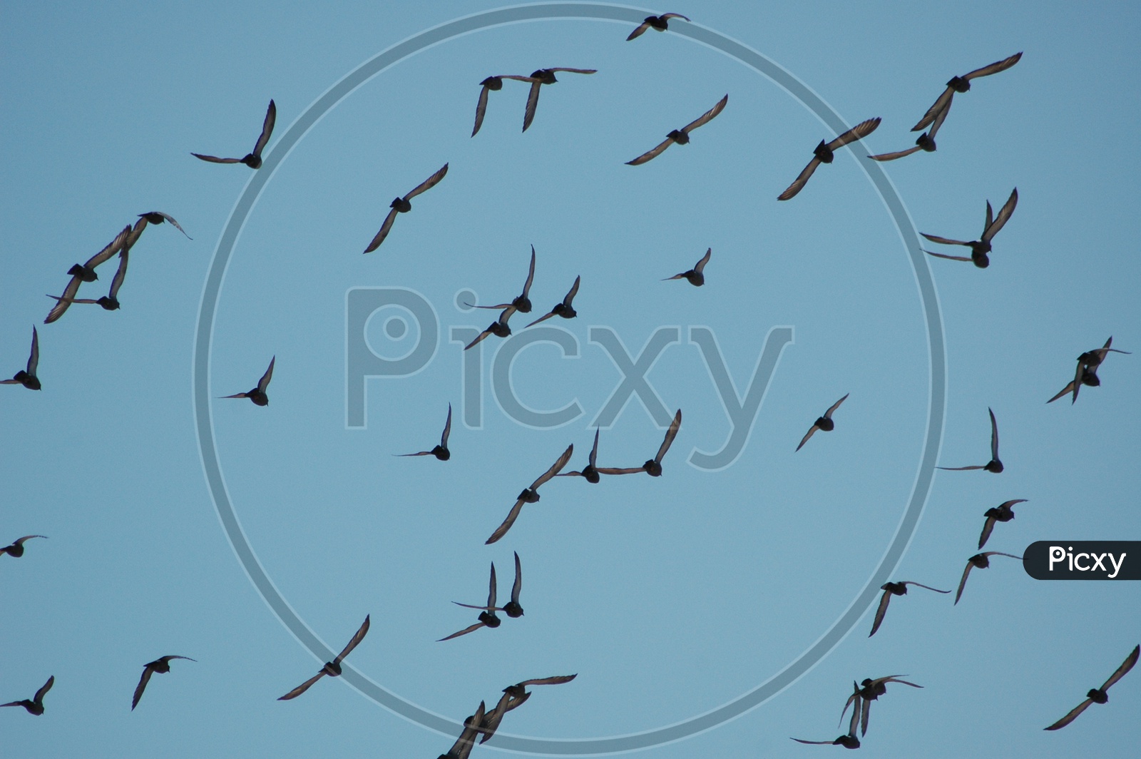 Pigeons flying in sky