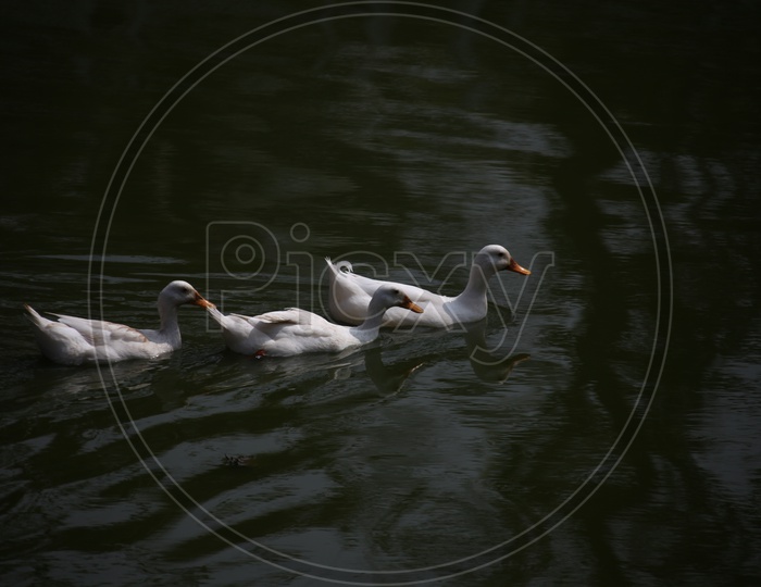 Goose sailing in water