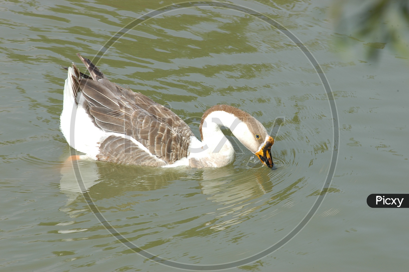 A Mallard Duck drinking pond water