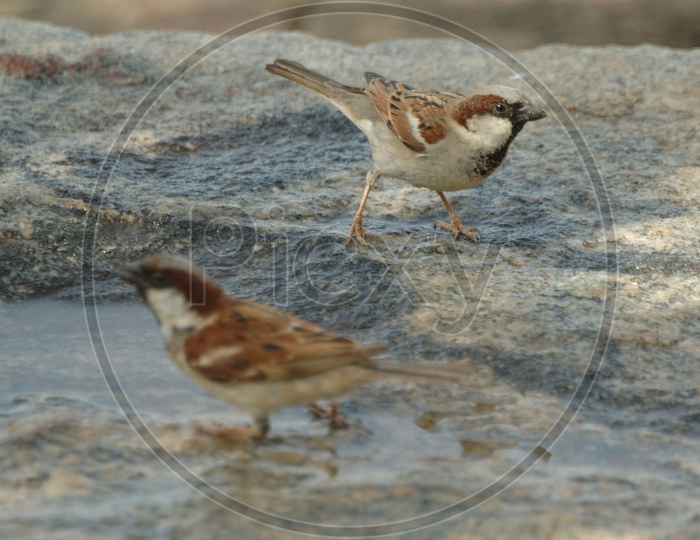 A couple of field sparrows playing in the water
