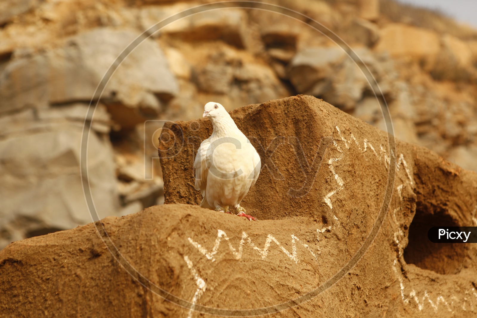 A Dove resting on the mud block