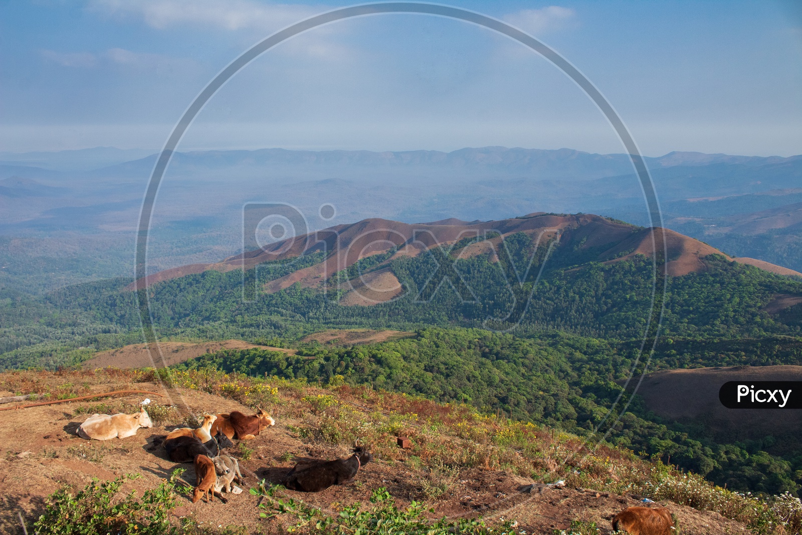 Cattle sitting on the Mullayanagiri Peak, Chikmagalur, Karnataka