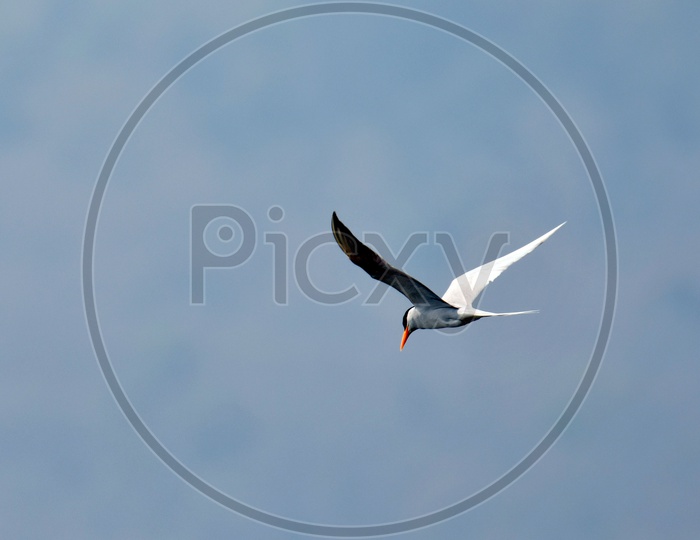 Bird flight at Parambikulam