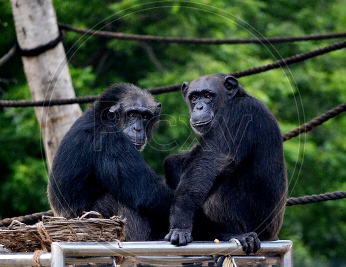 Chimpanzee's