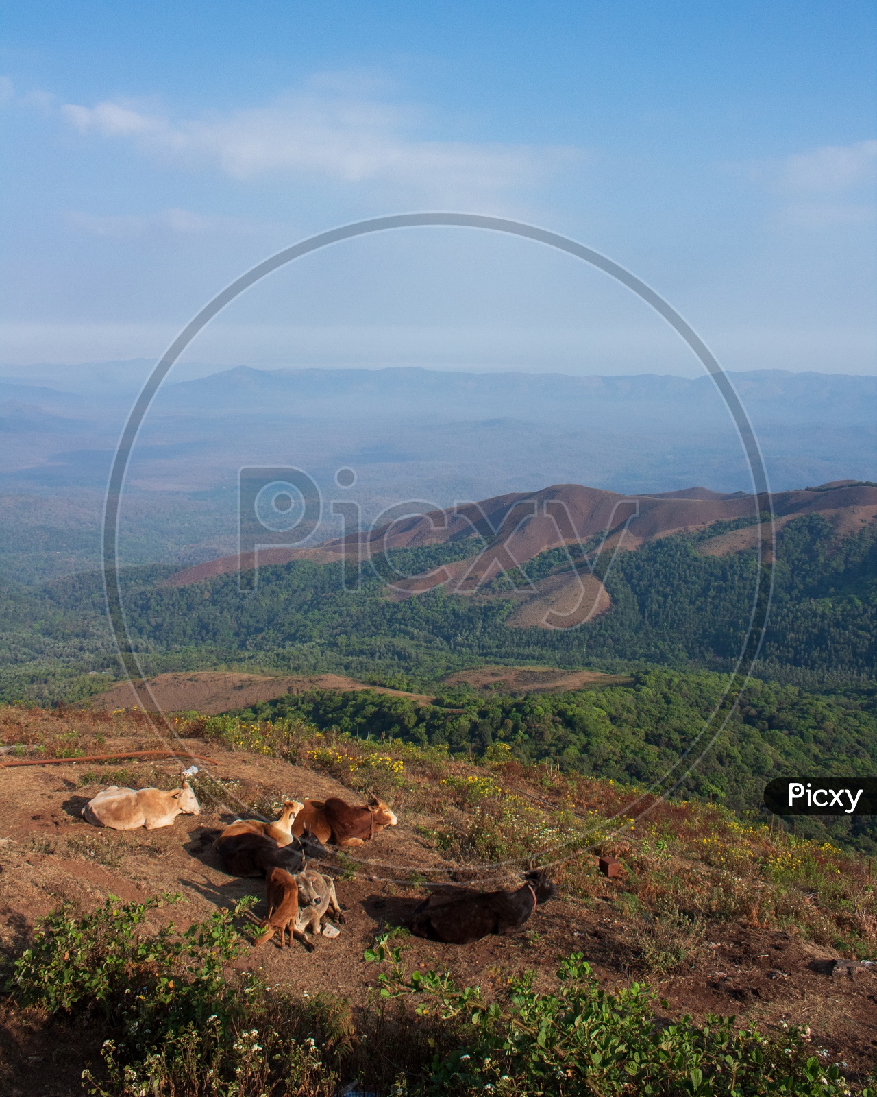 Cattle sitting on the Mullayanagiri Peak, Chikmagalur, Karnataka