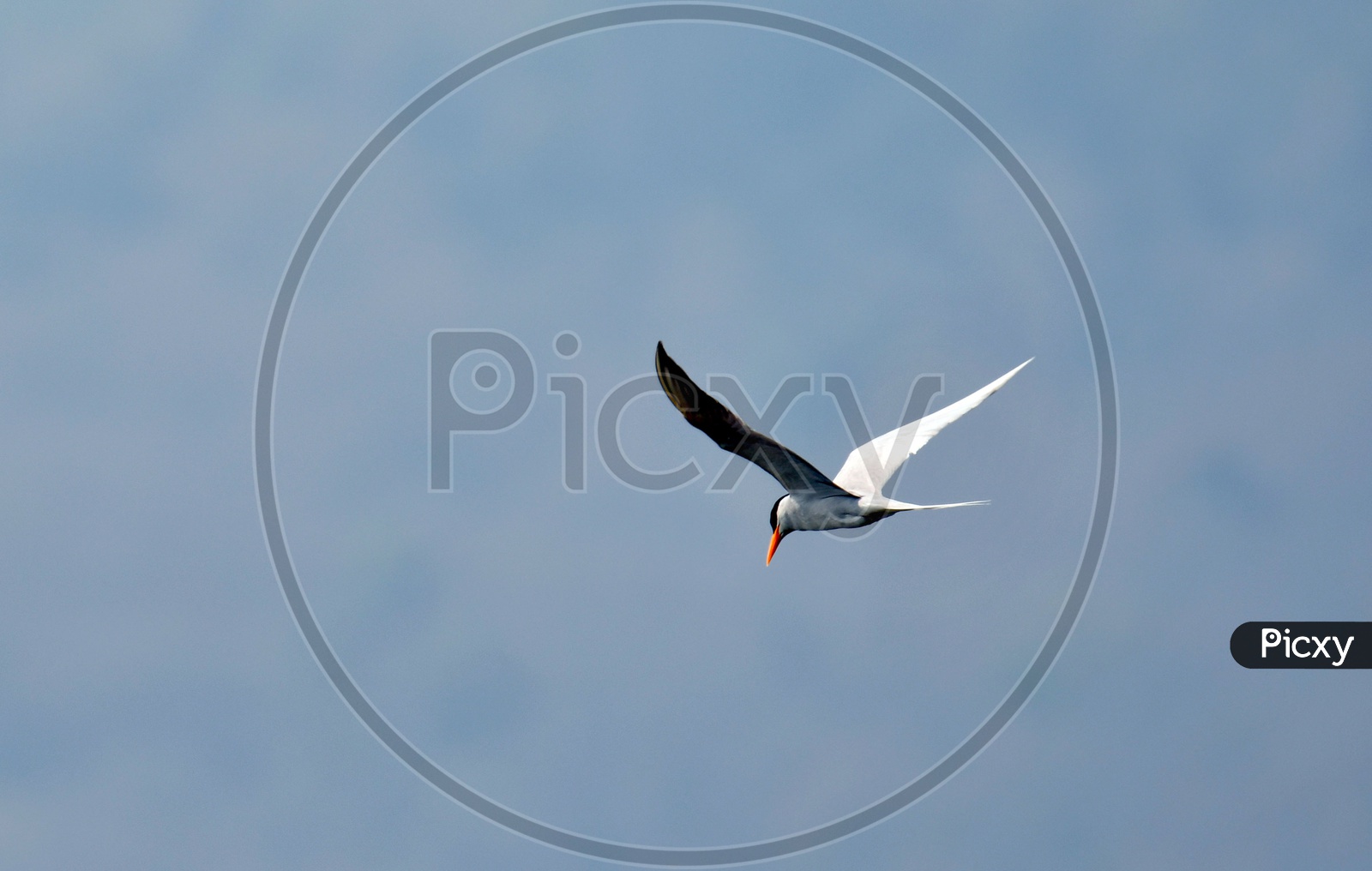 Bird flight at Parambikulam