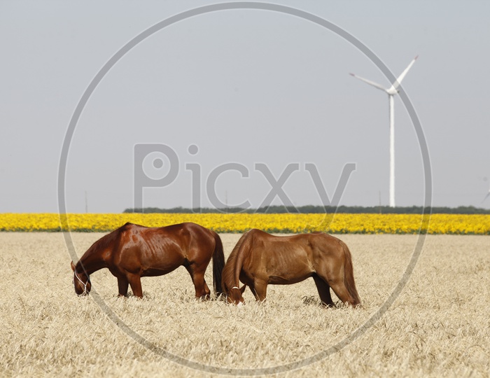 Horses Grazing in Fields