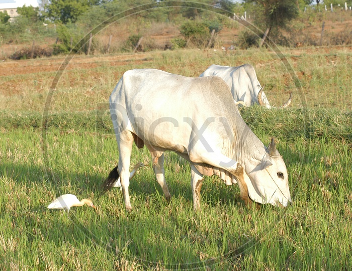 cows grazing in a grass land