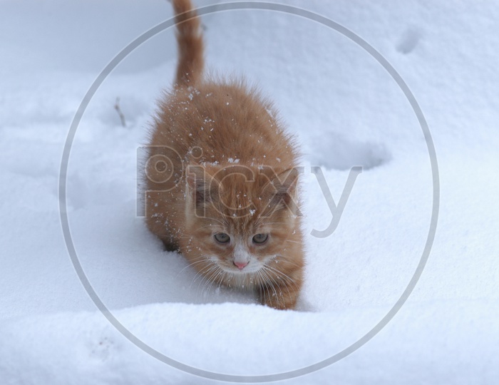 hosico cat moving i the snow