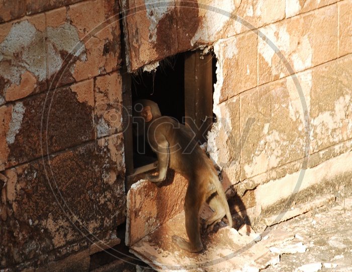 A Japanese Macaque looking inside the broken wall