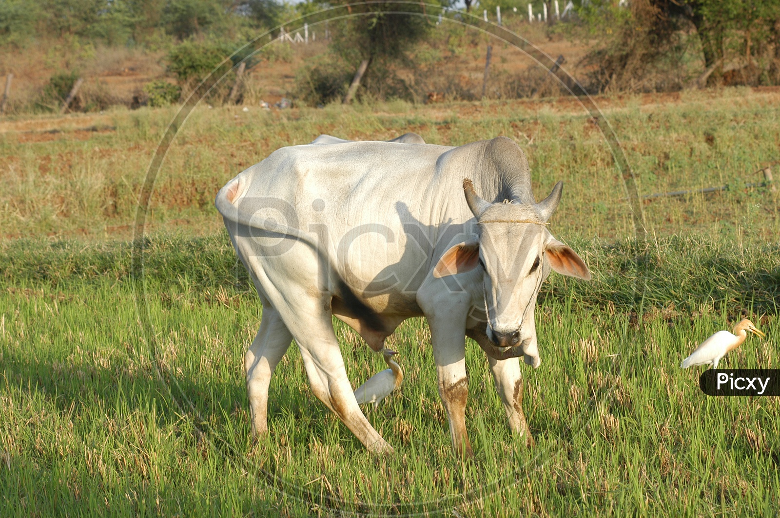 An ox in a farm
