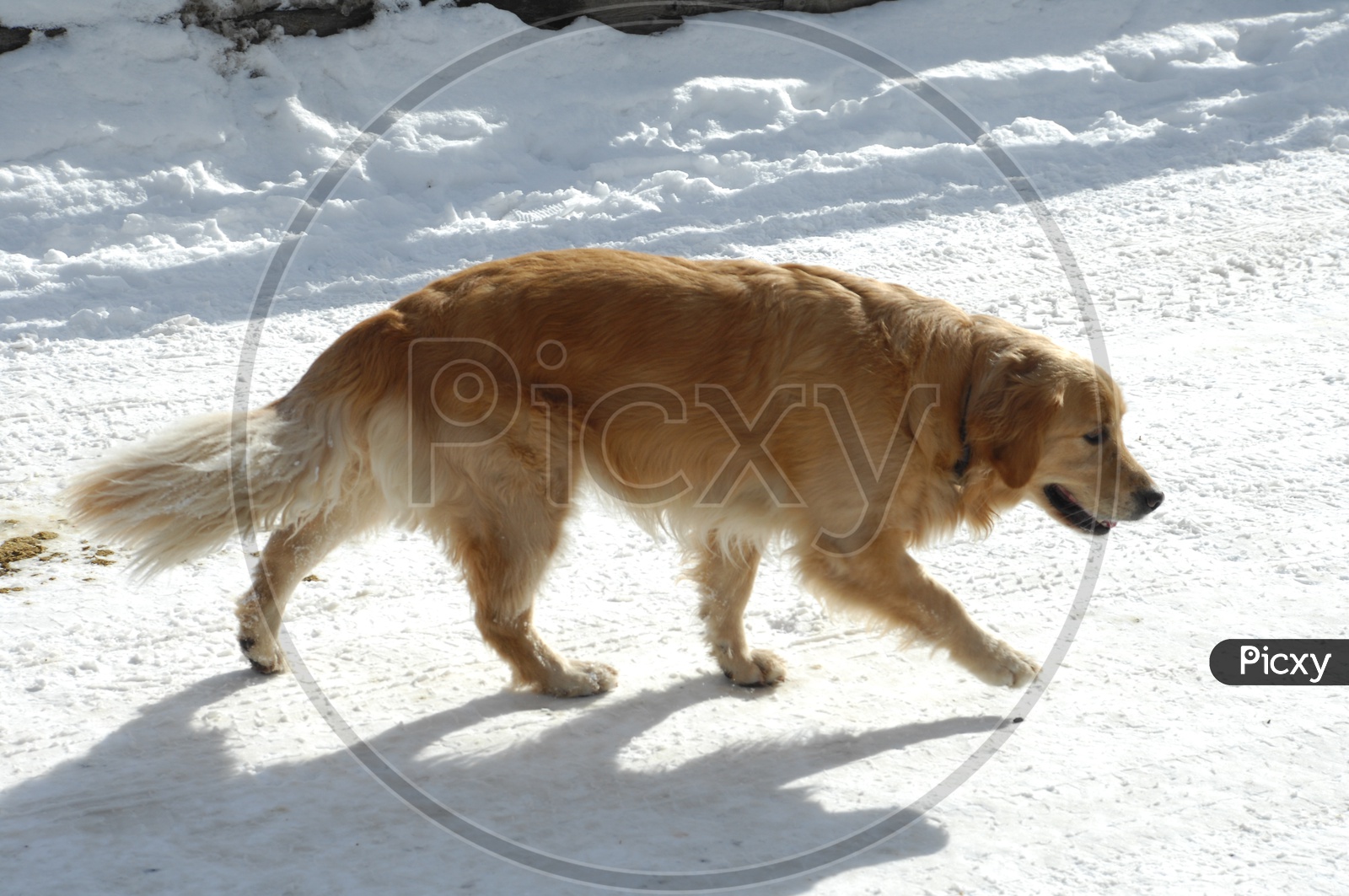 A Golden Retriever dog walking alongside the snow